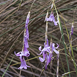 Dierama mossii